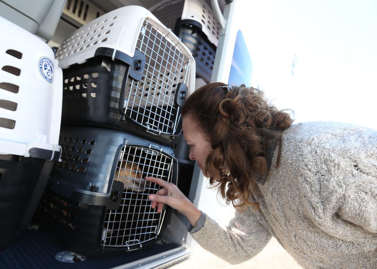 Local shelter dogs flown to new homes in New York News herald