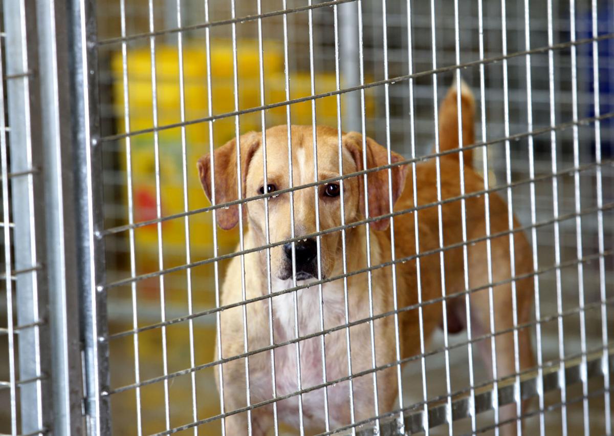 Photos Huntington Cabell Wayne Animal Shelter Grand Opening and Naming