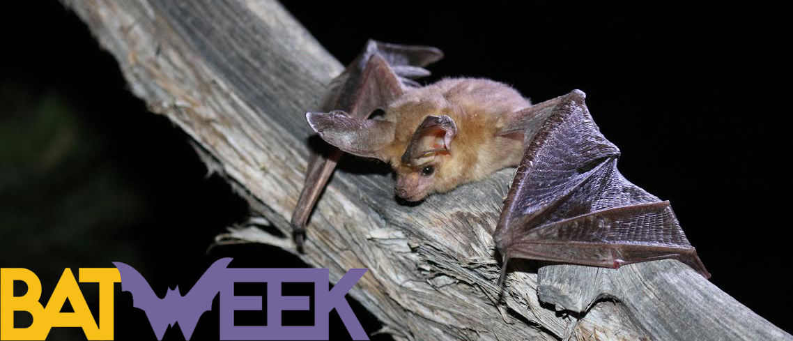 Celebrate The World S Only Flying Mammal During Bat Week Which Runs   59f0cd924c9d5.image 