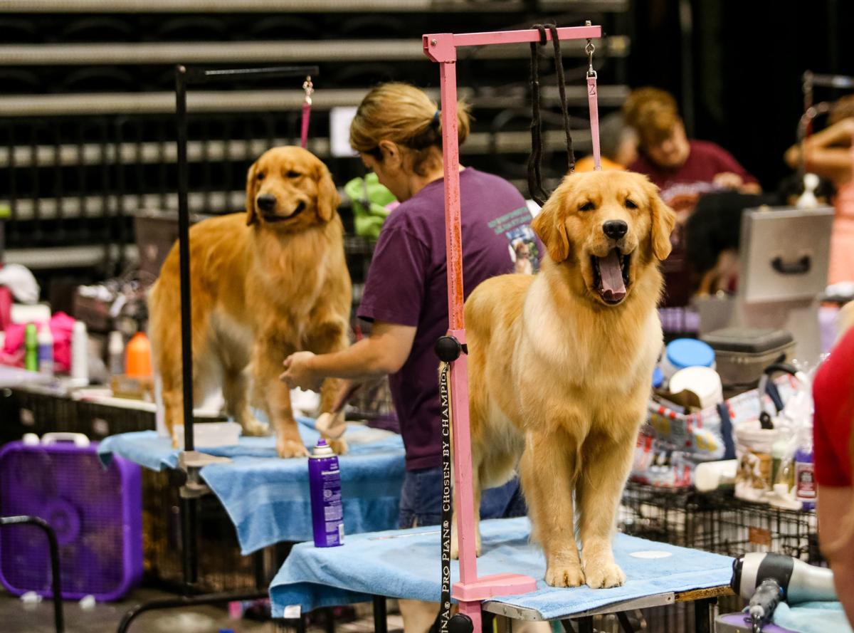 Photos Huntington Kennel Club's 99th American Kennel Club dog show