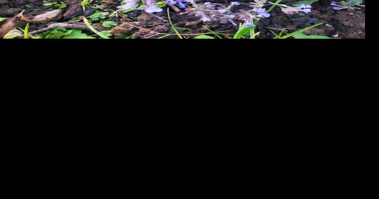 Good 2 Grow: A rare full moon and other blues for your garden