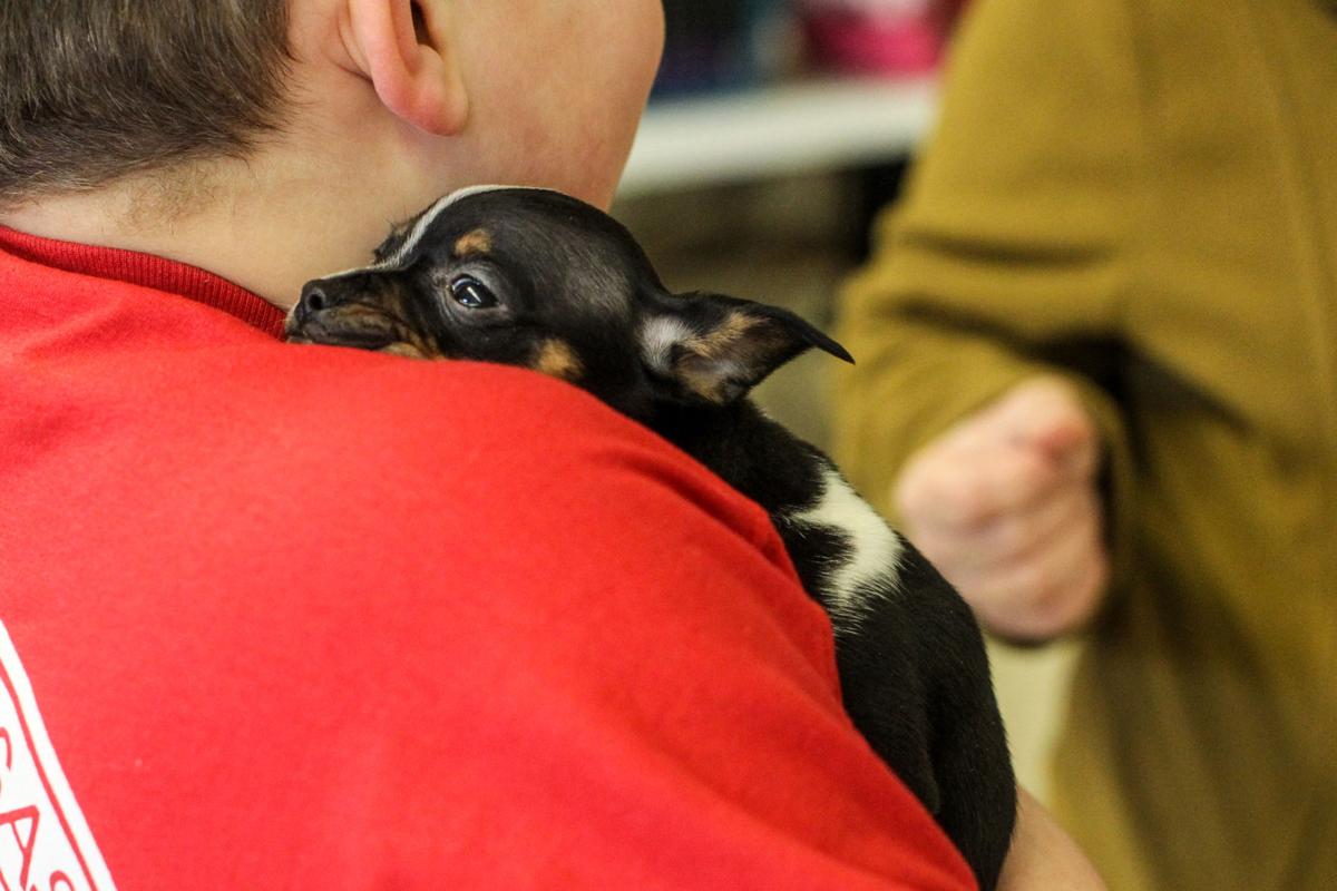 Photos Salvation Army features adoptable pets at first annual Pet Show