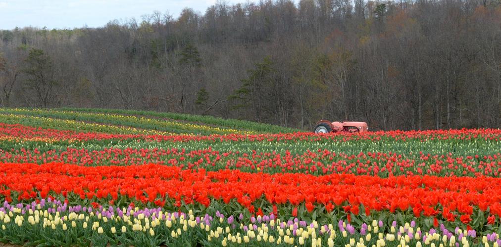 Spring Feature4