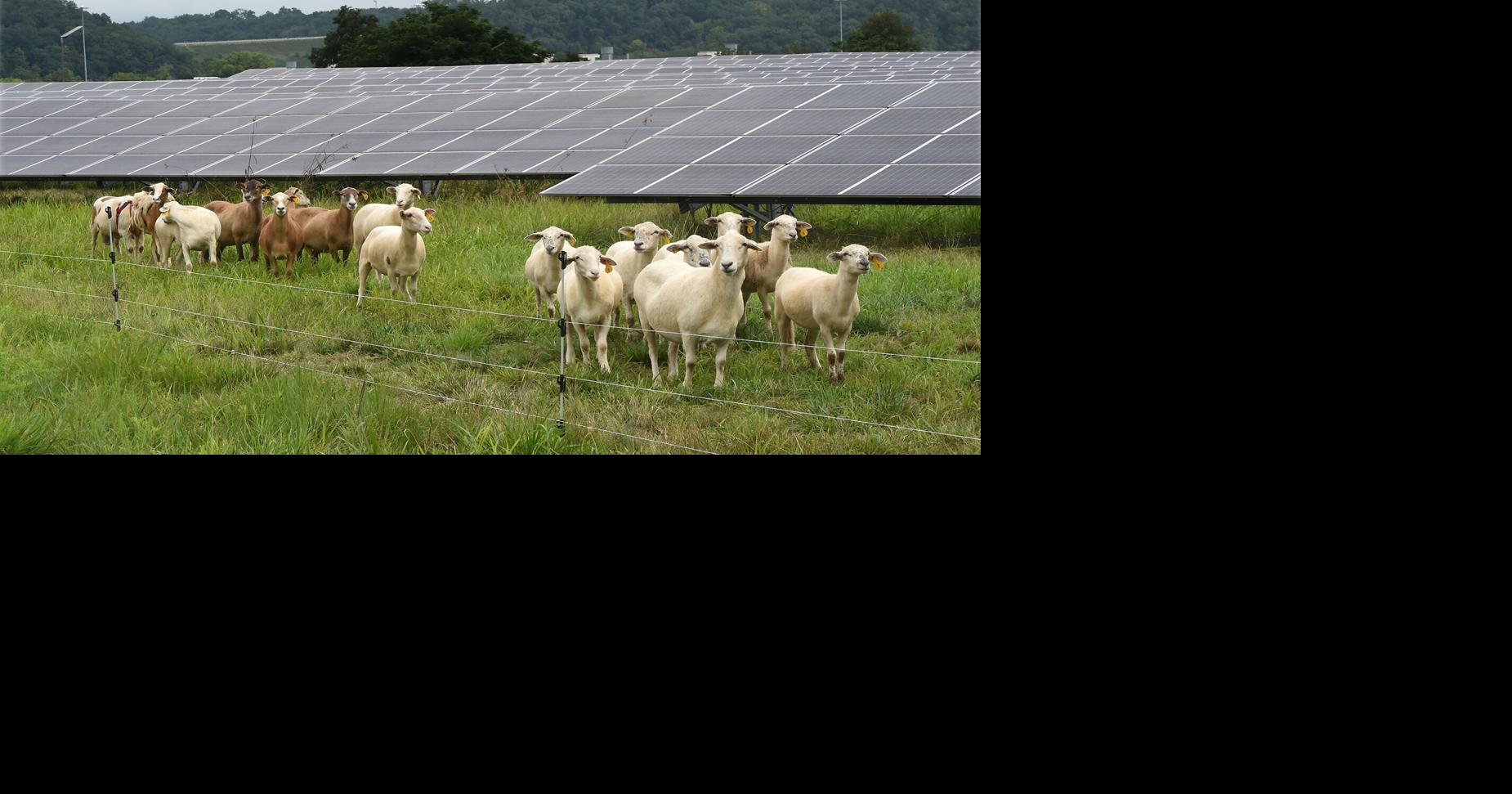 Toyota West Virginia introduces herd of sheep to its solar array | News ...