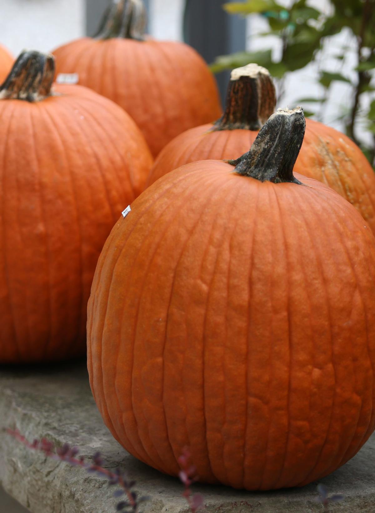 Photos Decorating for fall at Hatcher's Greenhouse Photo Galleries