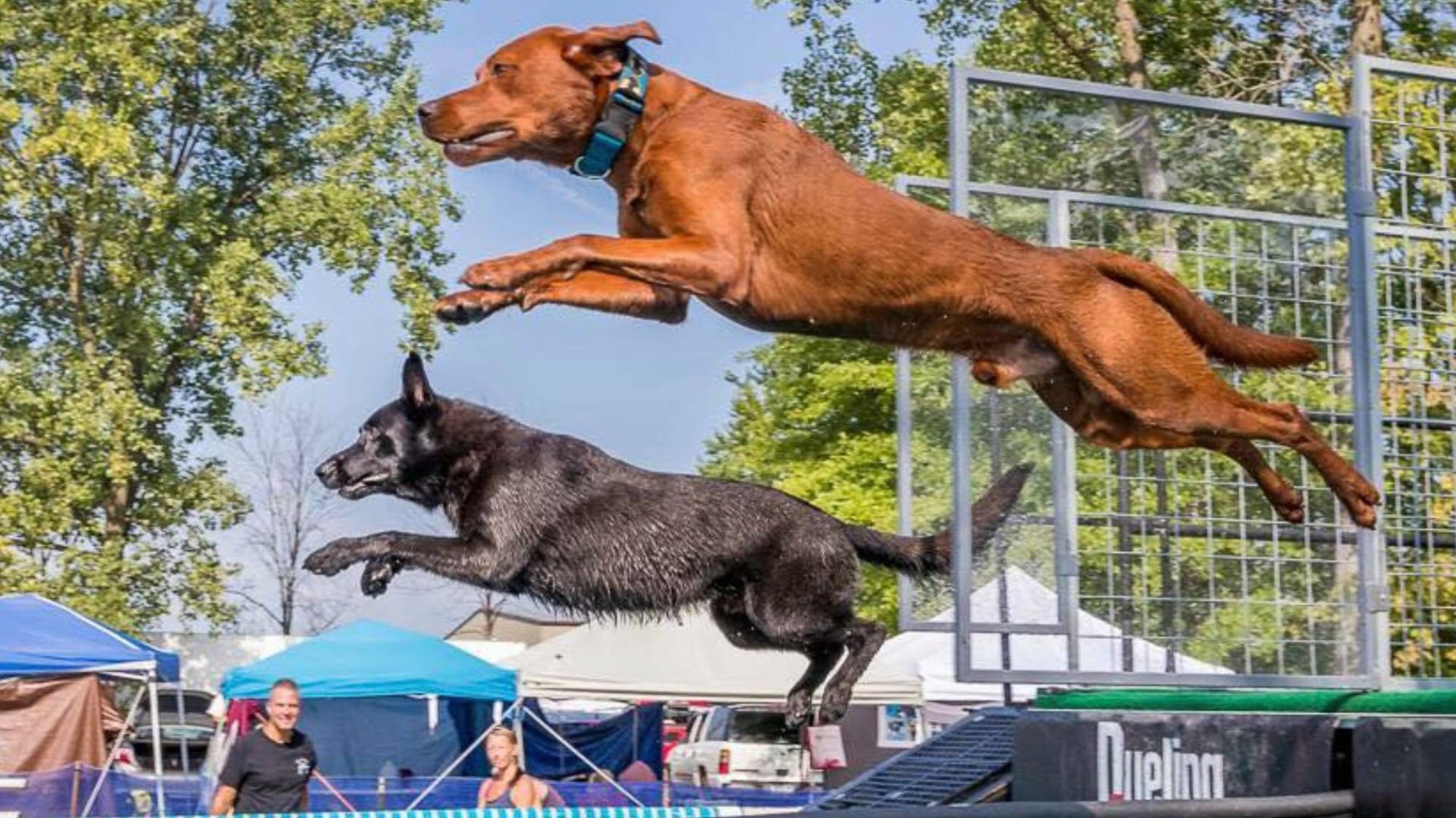 Kentucky DockDogs To Host Woofstock Competition | Features ...