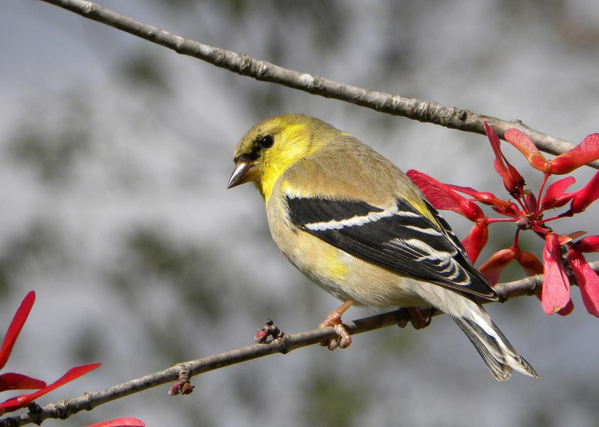 Marshall To Host Great Backyard Bird Count Features