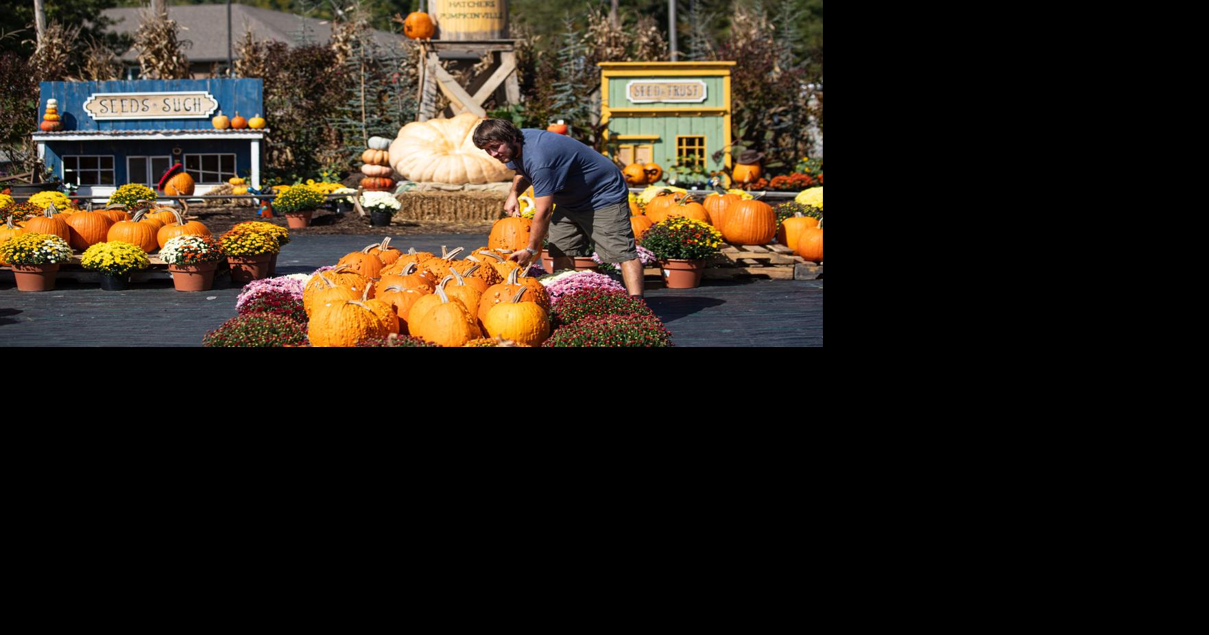 Hatcher’s Greenhouse introduces ‘Pumpkinville’ for fall News herald