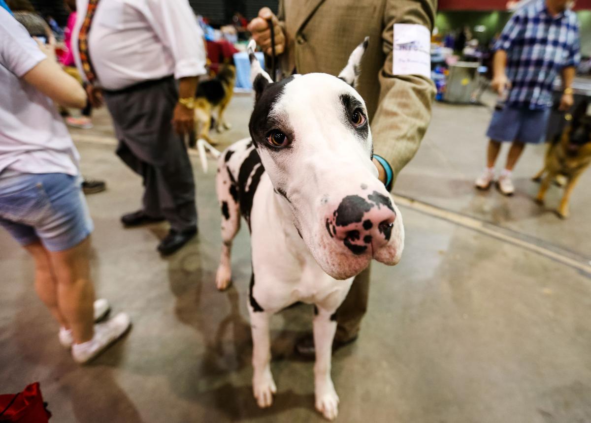 Photos Huntington Kennel Club's 99th American Kennel Club dog show