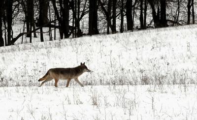 Nighttime Coyote Hunting Gaining Popularity News Herald