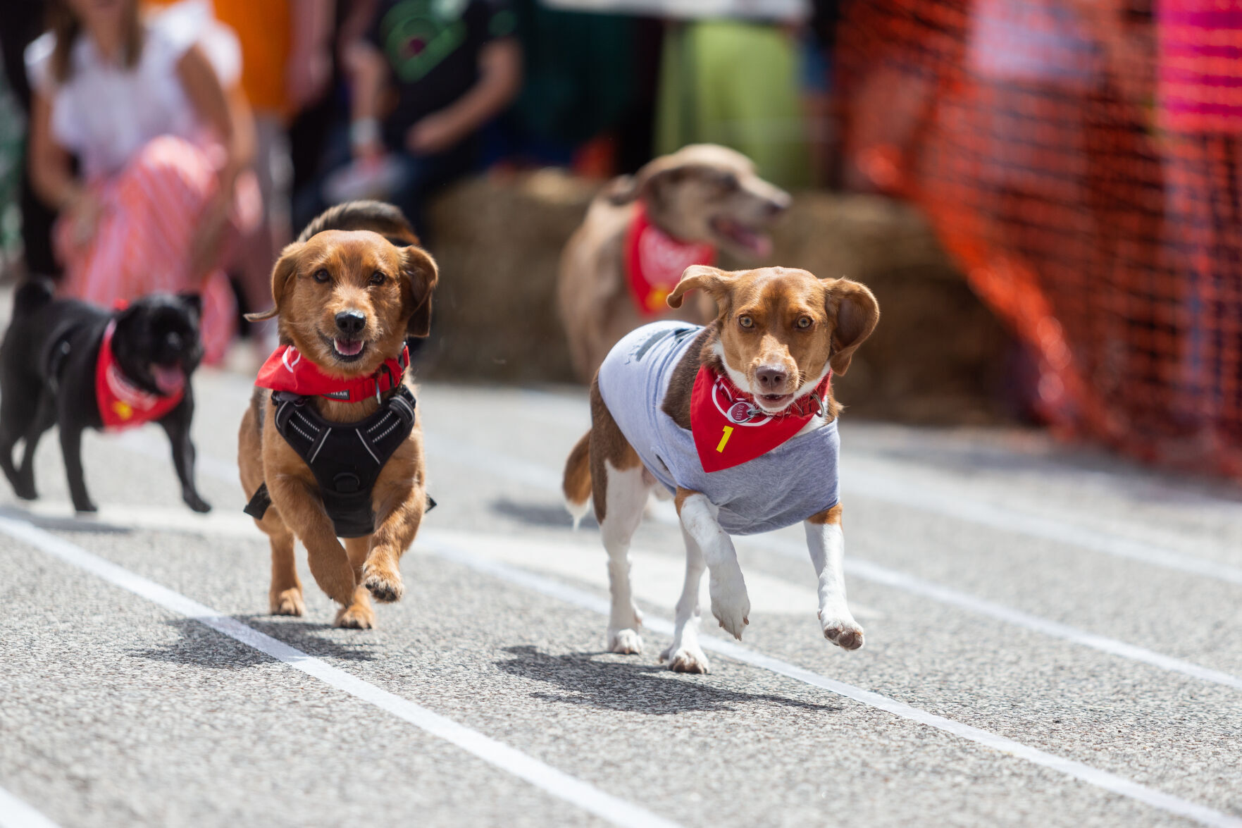 West Virginia Hot Dog Festival To Heat Up Pullman Square Saturday ...