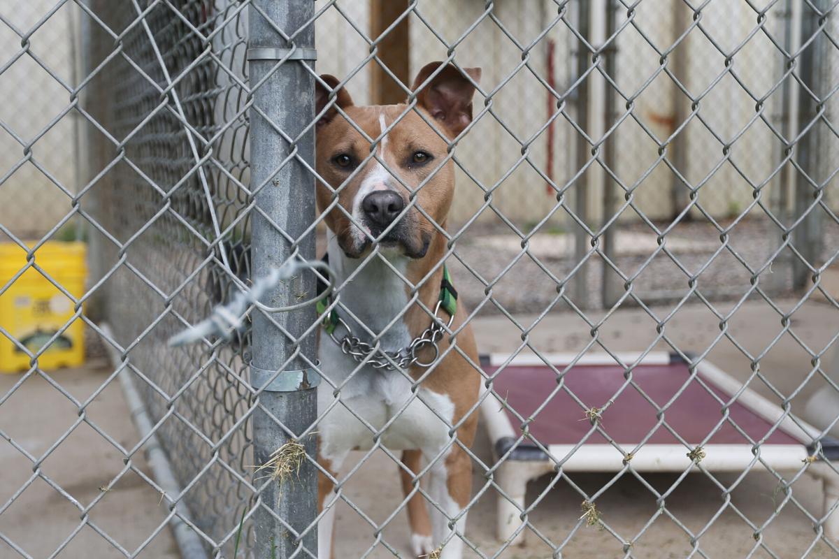 Huntington Cabell Wayne Animal Shelter in need of people to adopt