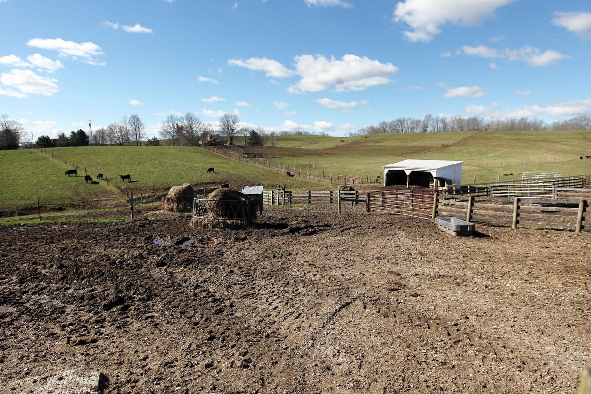Photos Champion Hill Cattle Farm in Bidwell, Ohio Multimedia