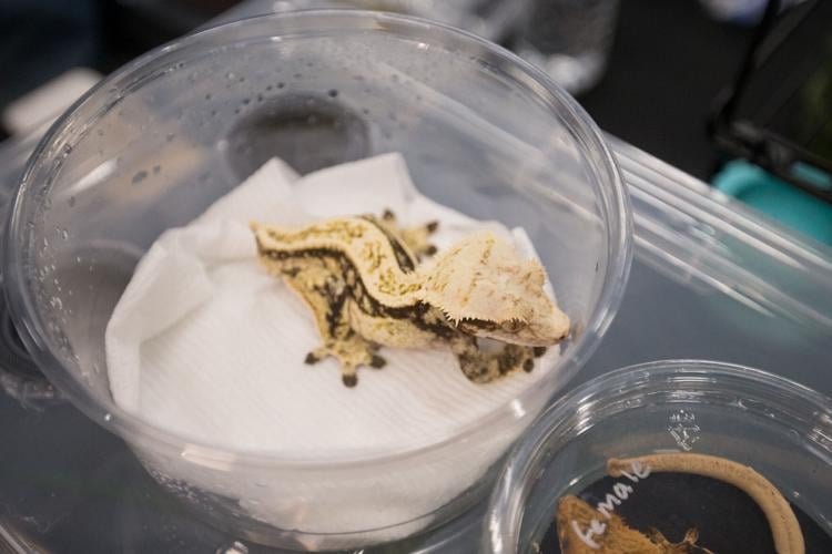 Photos West Virginia Reptile Expo visits Mountain Health Arena