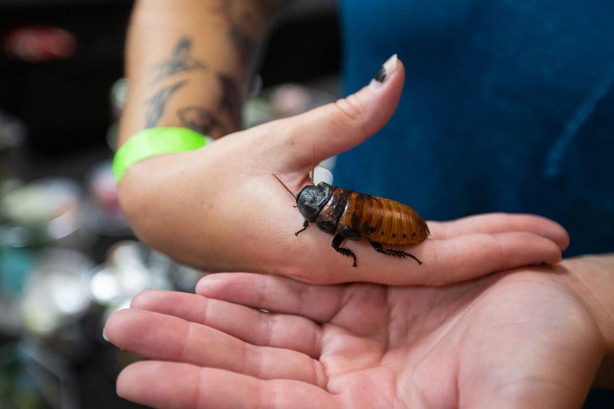 West Virginia Reptile Expo will return to Huntington this fall News