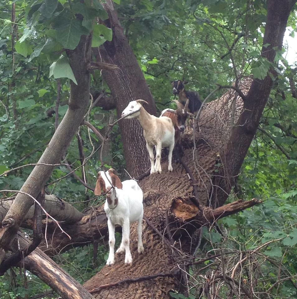 Park Service turns to goats to combat kudzu in Fayette town News