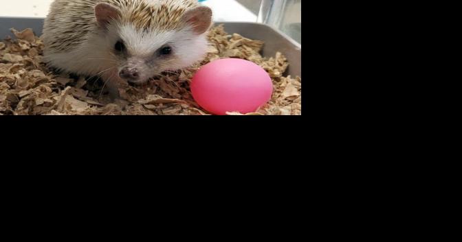 Pets for Less offers unique pets with small-town vibes - Vimarsana News