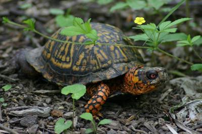 Turtle Hunting Is Fun And Helpful Sports Herald Dispatch Com