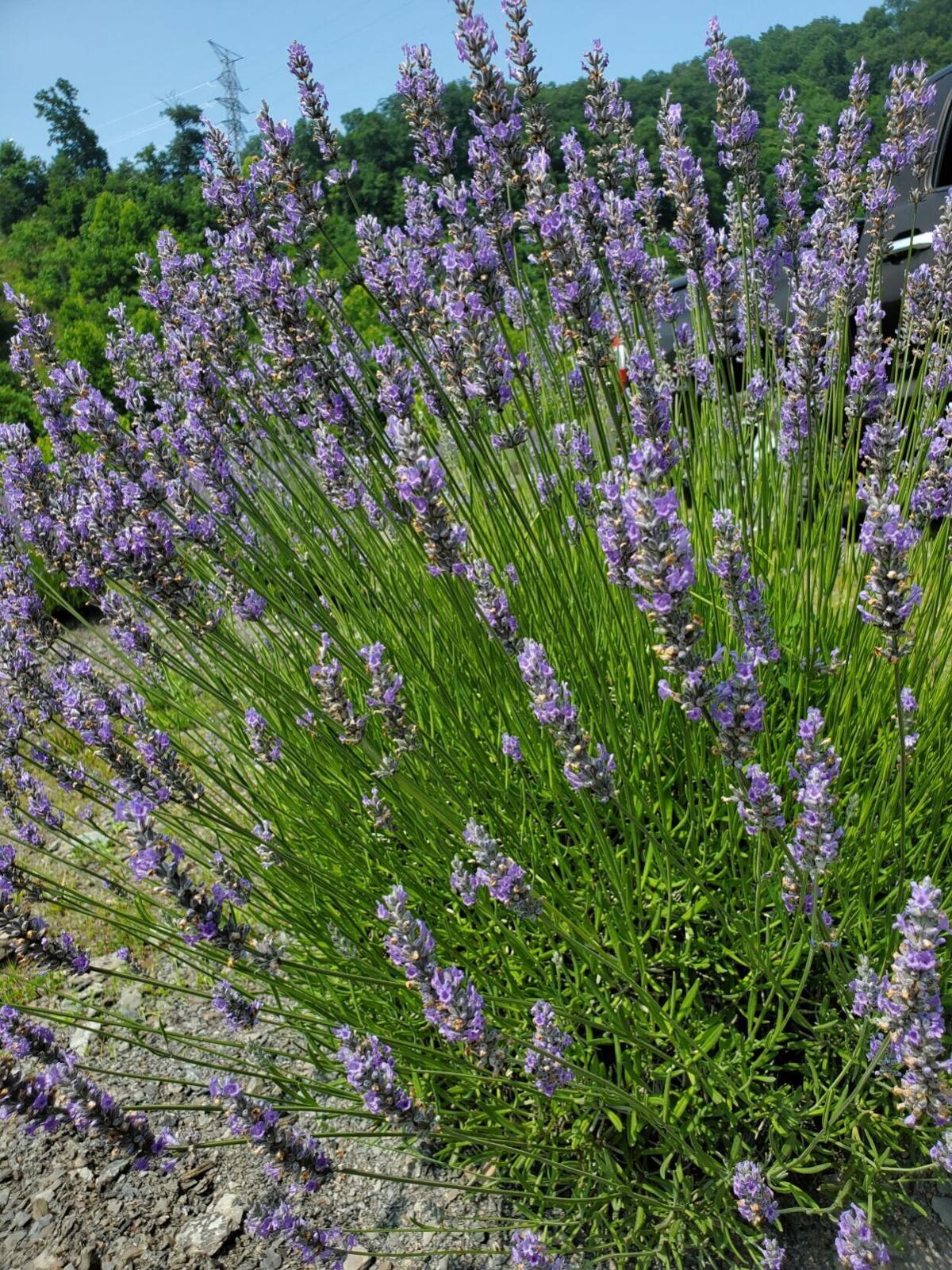 Regular Seeds: Lavender Haze