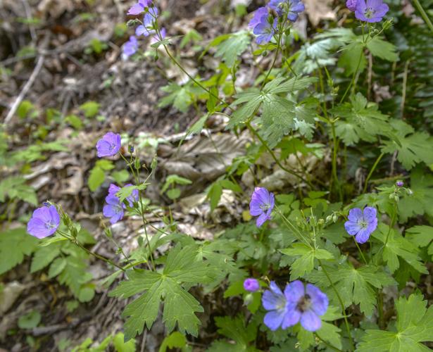 New Babcock trail provides access to abandoned Gorge coke-making ...