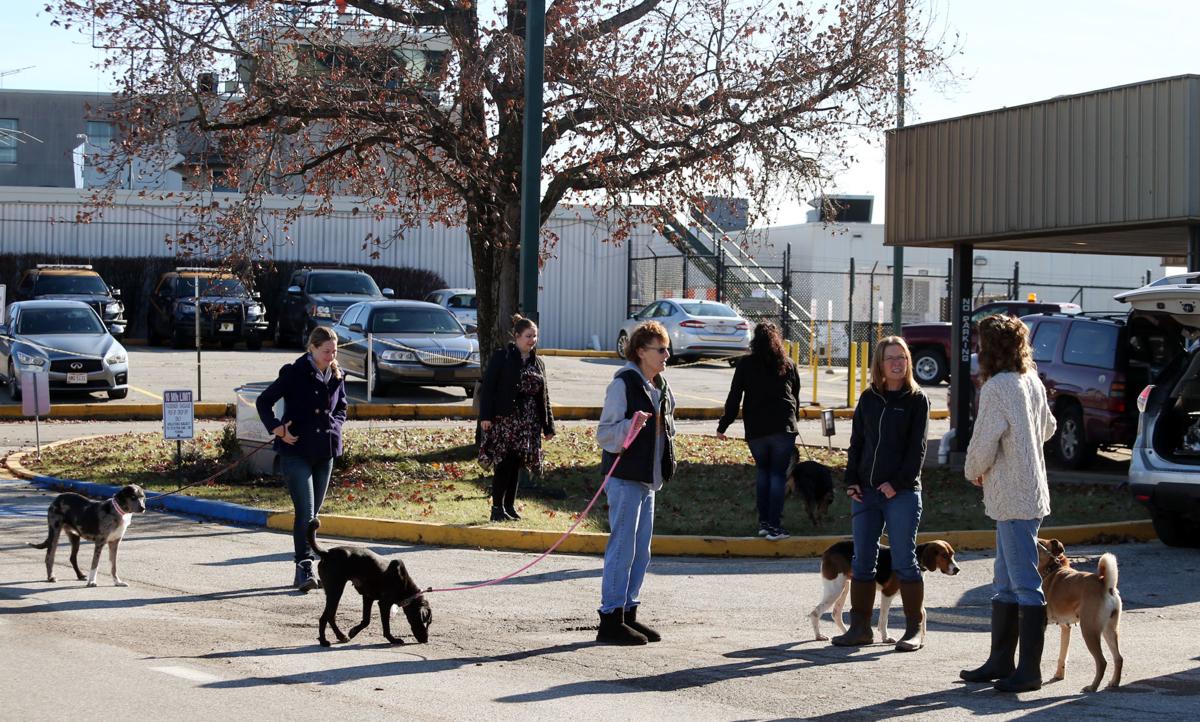 Photos Shelter Dogs Flown to New York City for Animal Rescue Mission