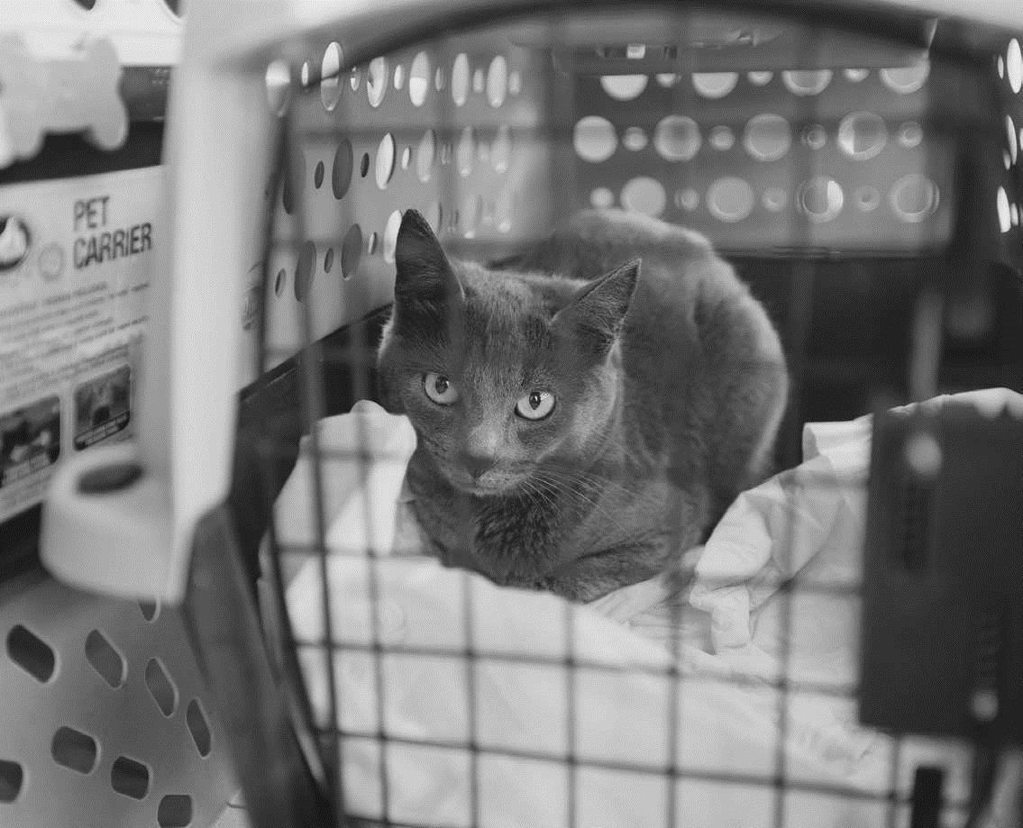 Animal Advocates Work To Manage Feral Cat Population Herald