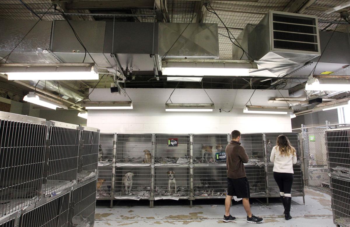 Animal shelter shows notable improvements | News | herald ...
