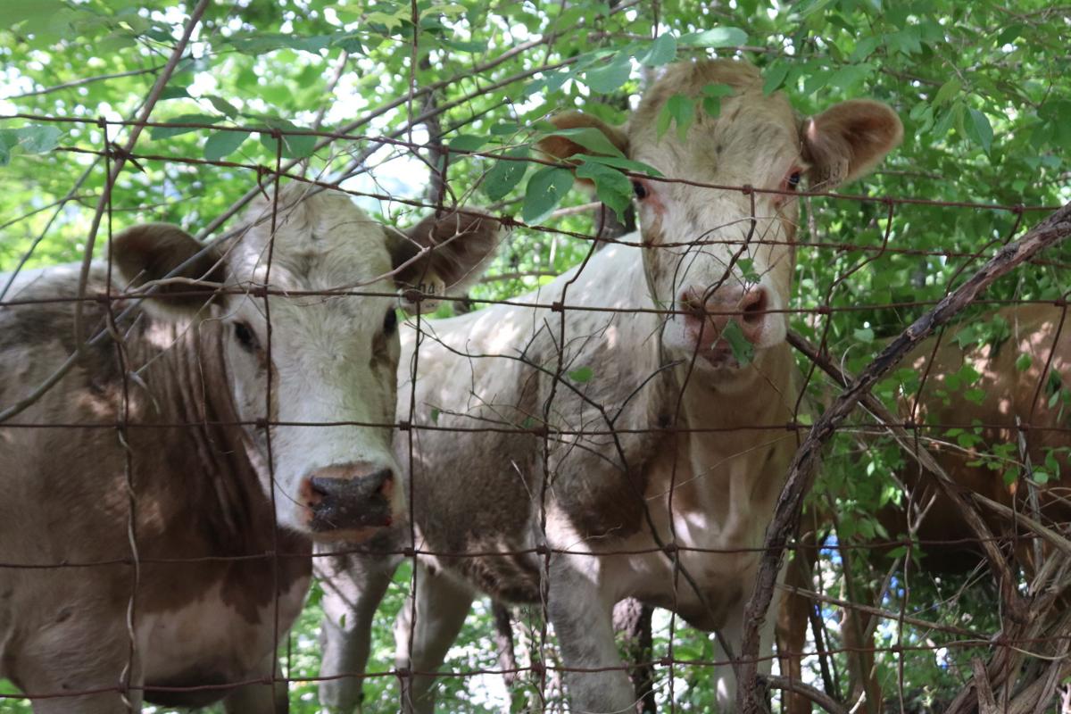 Cattle Truck Crash Closes I 64 News Herald Dispatch Com