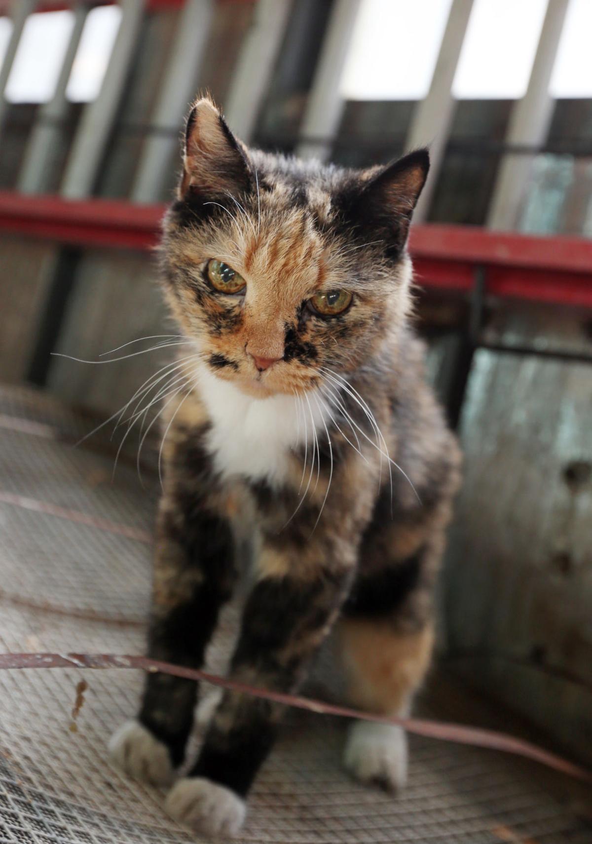 Blenko Honors Feline Employees With Caterdays News Herald