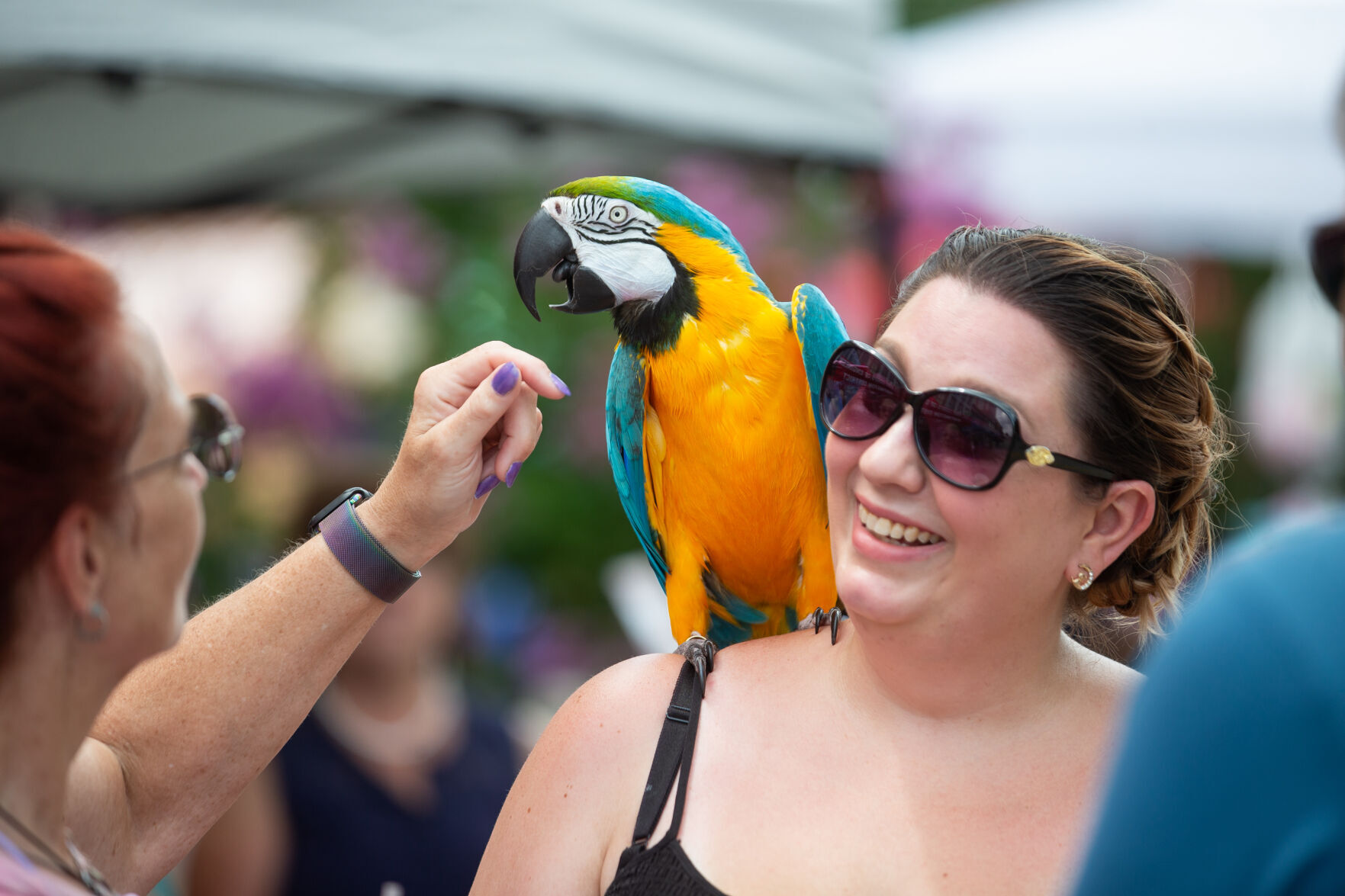 Photos: 2023 West Virginia Hot Dog Festival | Multimedia | Herald ...