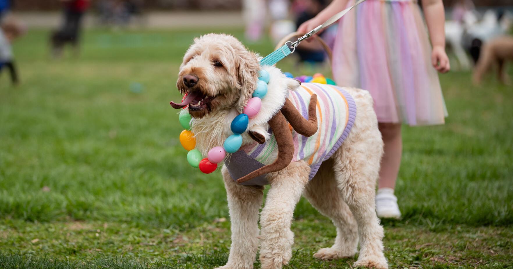 Paws in the Park: GHPRD hosts annual dog-friendly Easter egg hunt - Vimarsana News