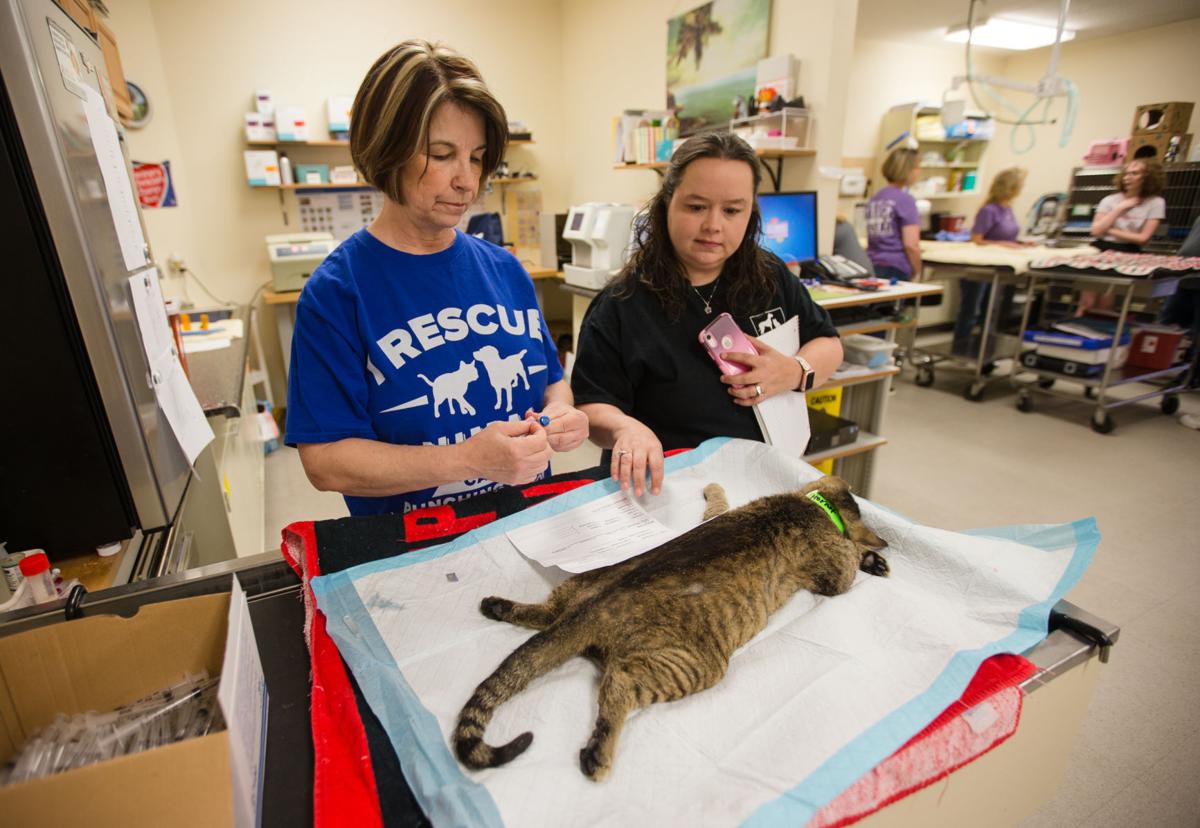 Animal Advocates Work To Manage Feral Cat Population Recent News