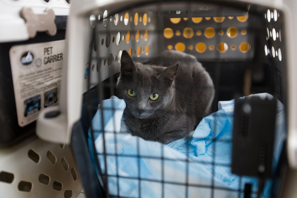 Animal Advocates Work To Manage Feral Cat Population News