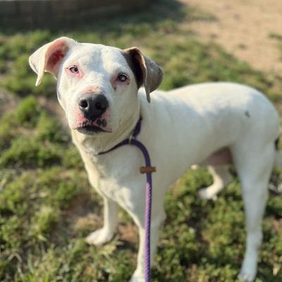 Adopt a pet | Features/Entertainment | herald-dispatch.com