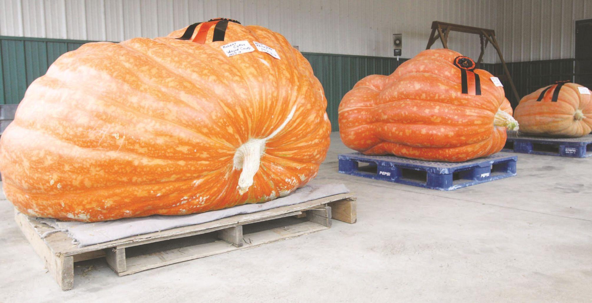 It S Great Pumpkin Time Herald Dispatch Com