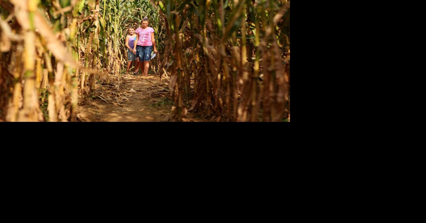 Braving the corn maize | News | herald-dispatch.com