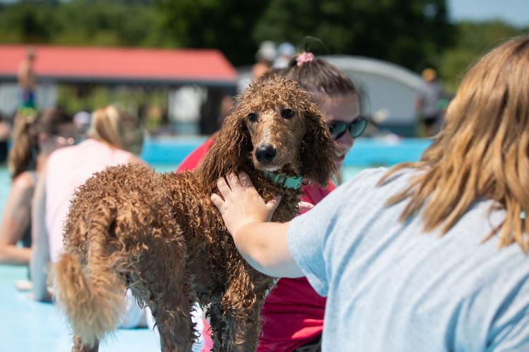 Photos 2023 Dreamland Pool Dog Swim Multimedia