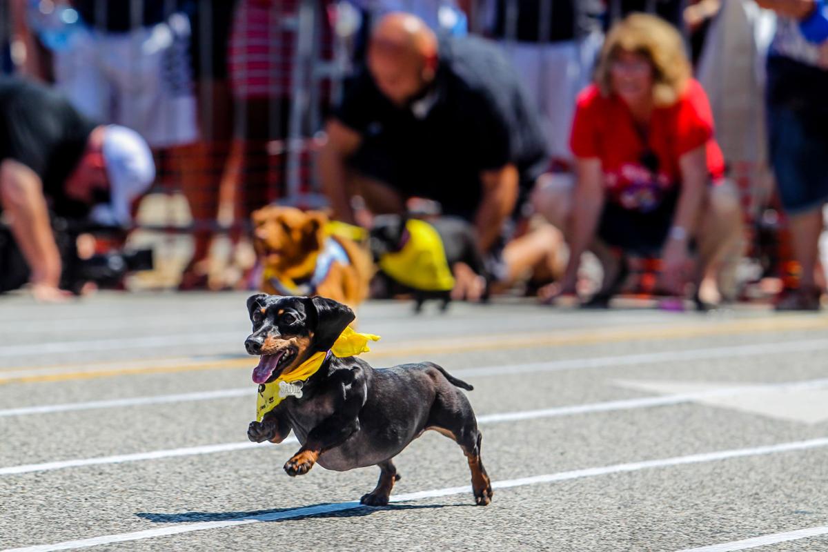 Photos 15th annual West Virginia Hot Dog Festival in