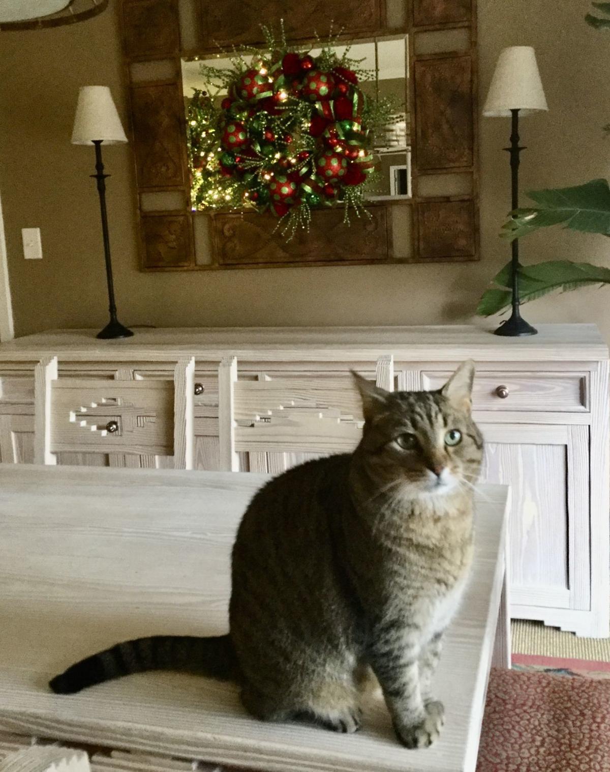 Holiday Candlelight House Tour To Benefit Homeless Pets Features