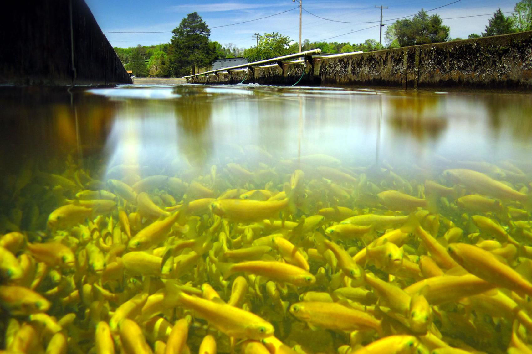 idaho fish and game trout stocking schedule