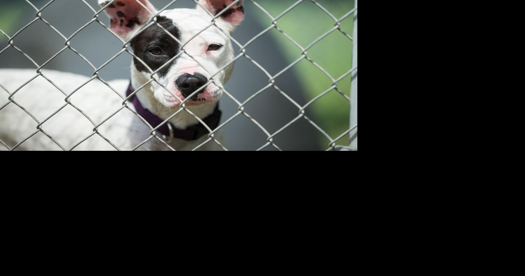 Animal Shelter Hosts Adoption Fair on Saturday | News | herald-dispatch.com