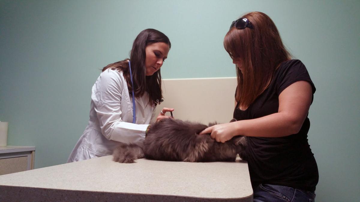 Guyan Animal Hospital Reopens Doors Business Herald Dispatch Com