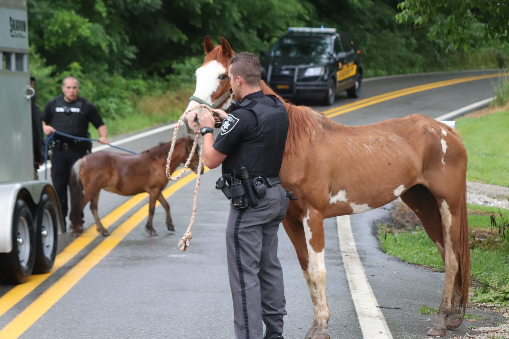 Eight malnourished animals seized from Milton property - Vimarsana News