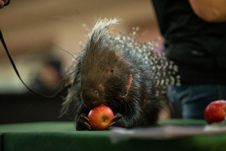 20230122_hd_animalshow