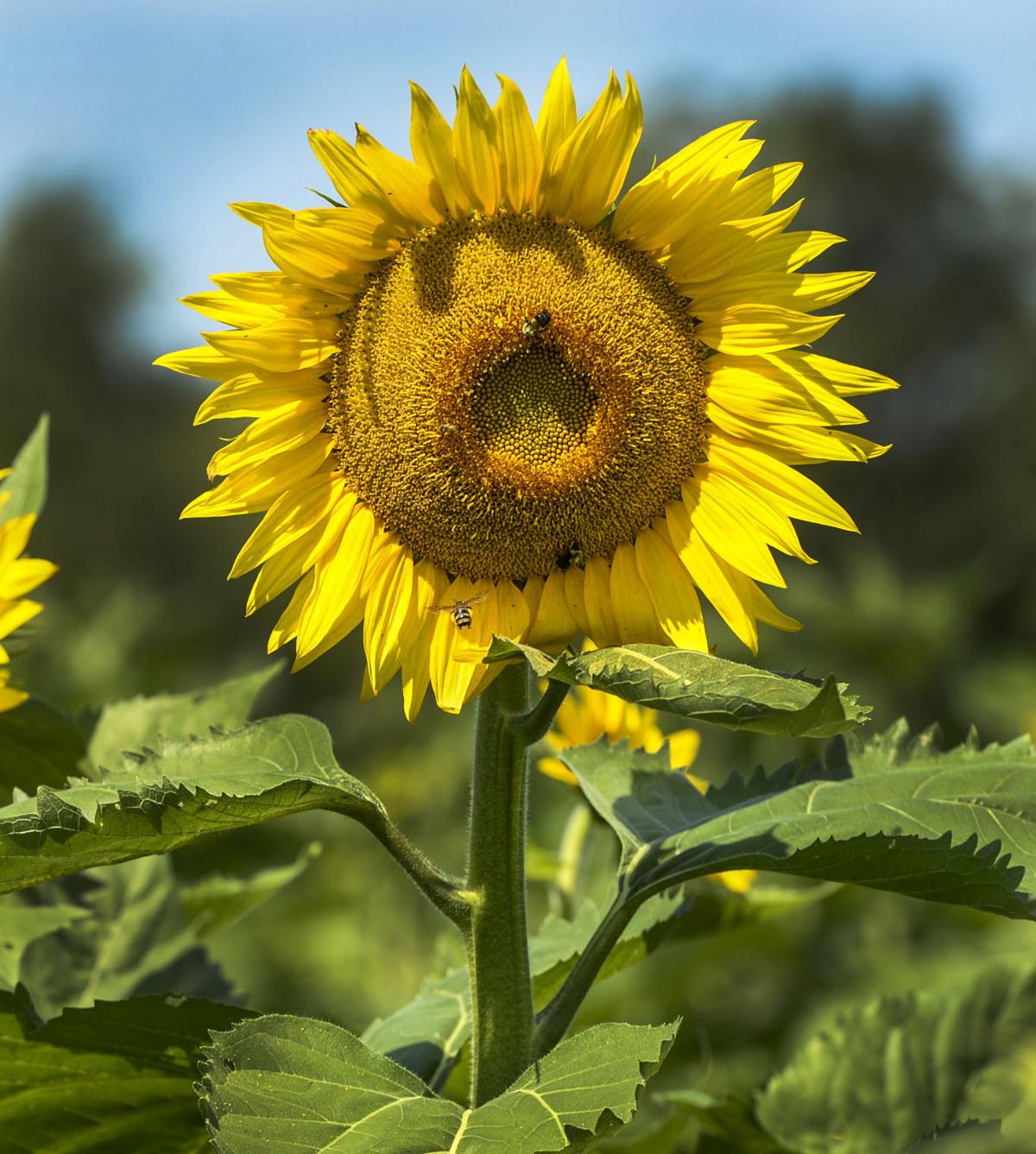 Summer Turns Sunny Side Up Farm Offers Family Fun In Fields Of Sunflowers Features Entertainment Herald Dispatch Com