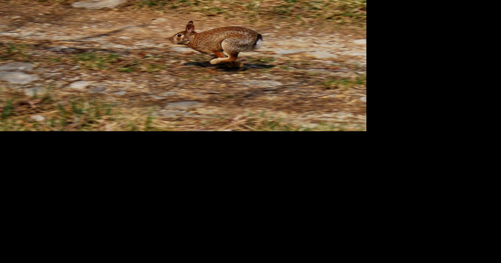 Conditions ideal for bagging rabbits, quail this season in Kentucky ...
