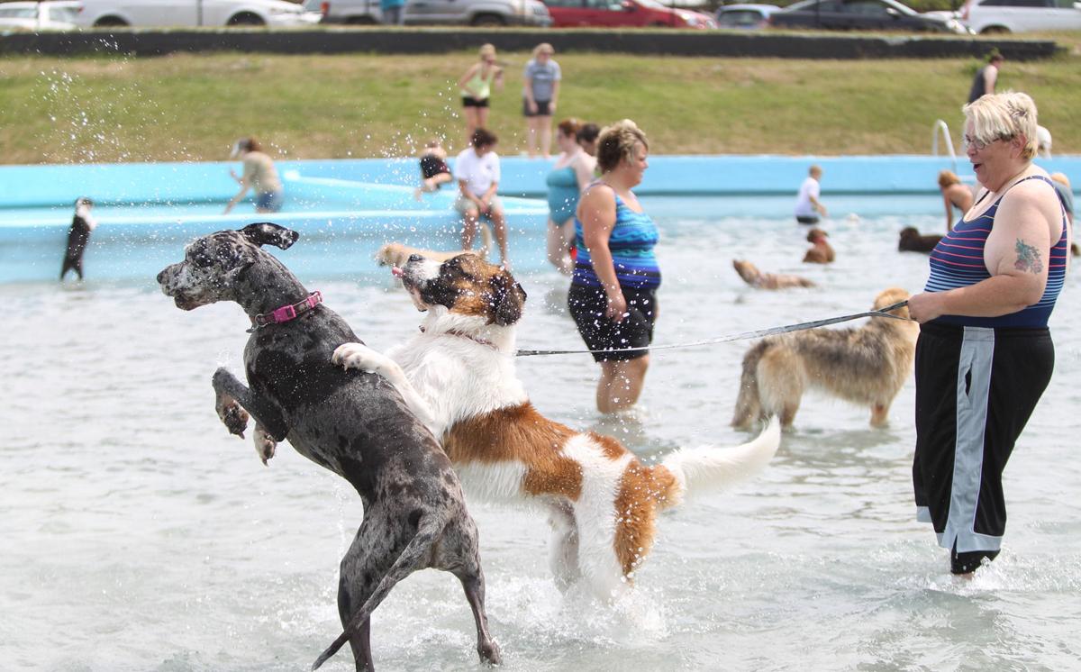 Canines cool off with a dip at Kenova's Dreamland Pool News herald
