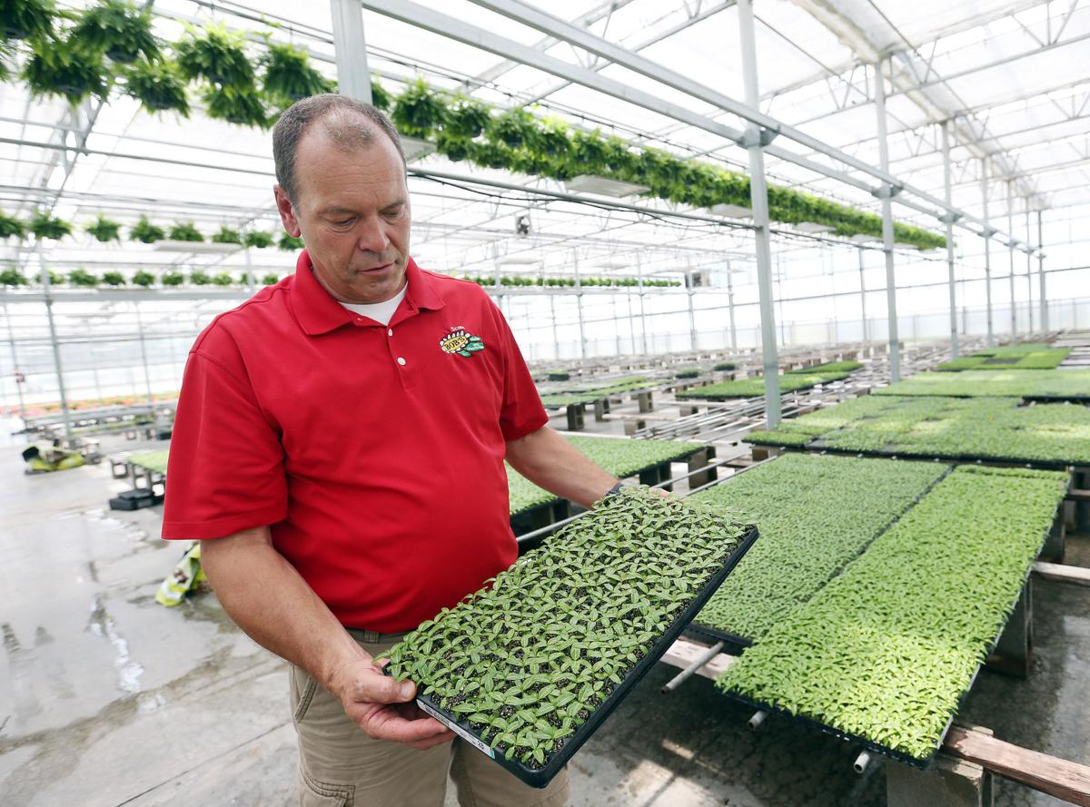 Wv Home To Eighth Largest Young Plant Producer In Us News Herald Dispatch Com