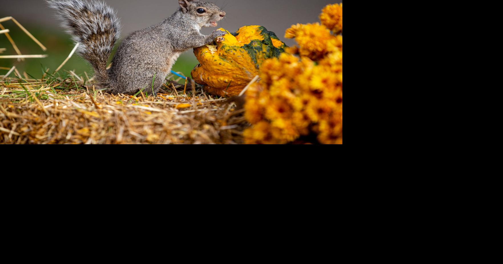 Fall feast: Squirrels snack on outdoor decor at Cabell County ...