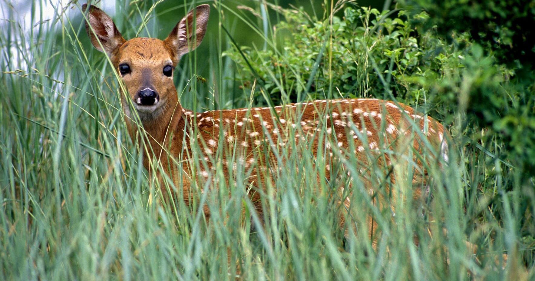 Fawns are not abandoned if you find them alone | News - Vimarsana News